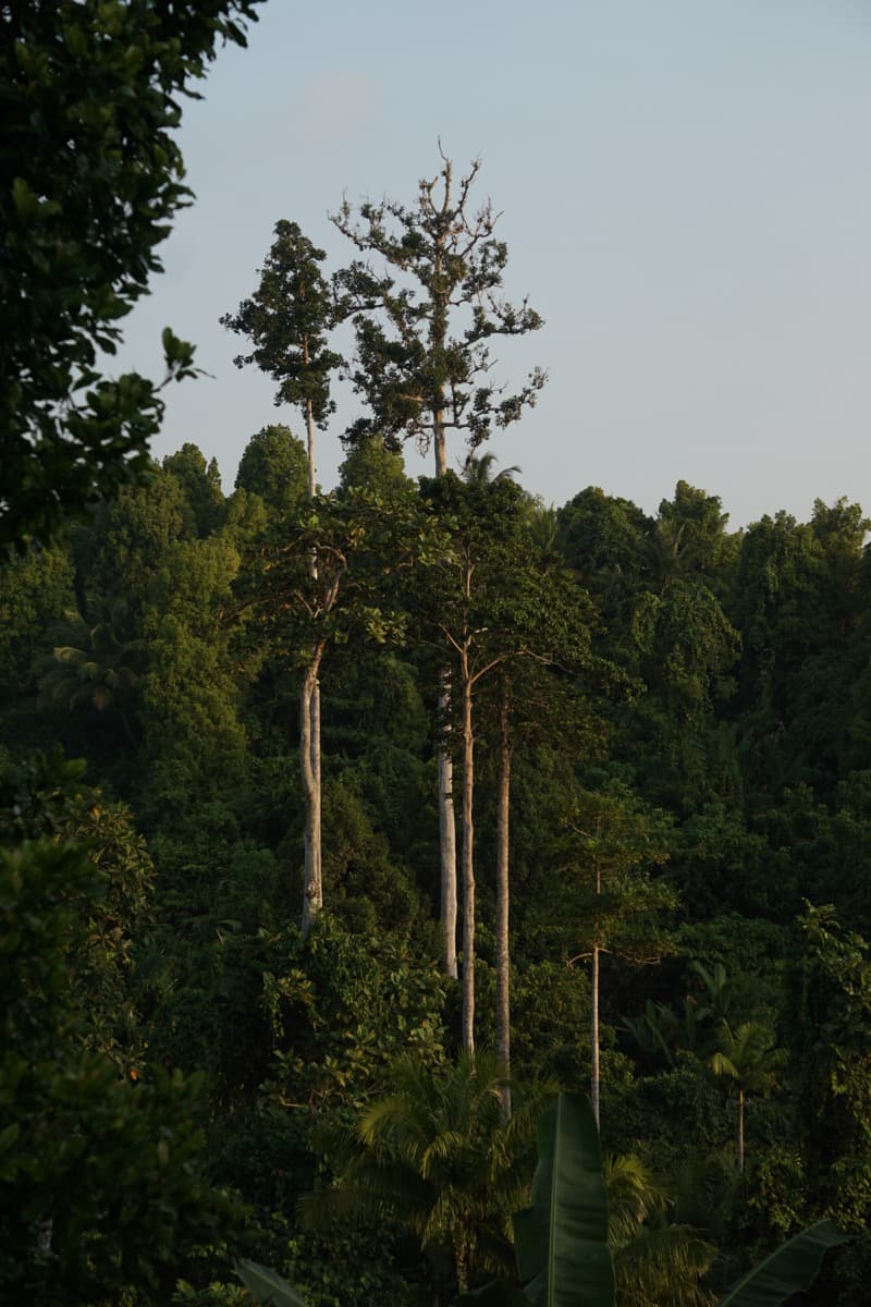 Mentawai rainforest